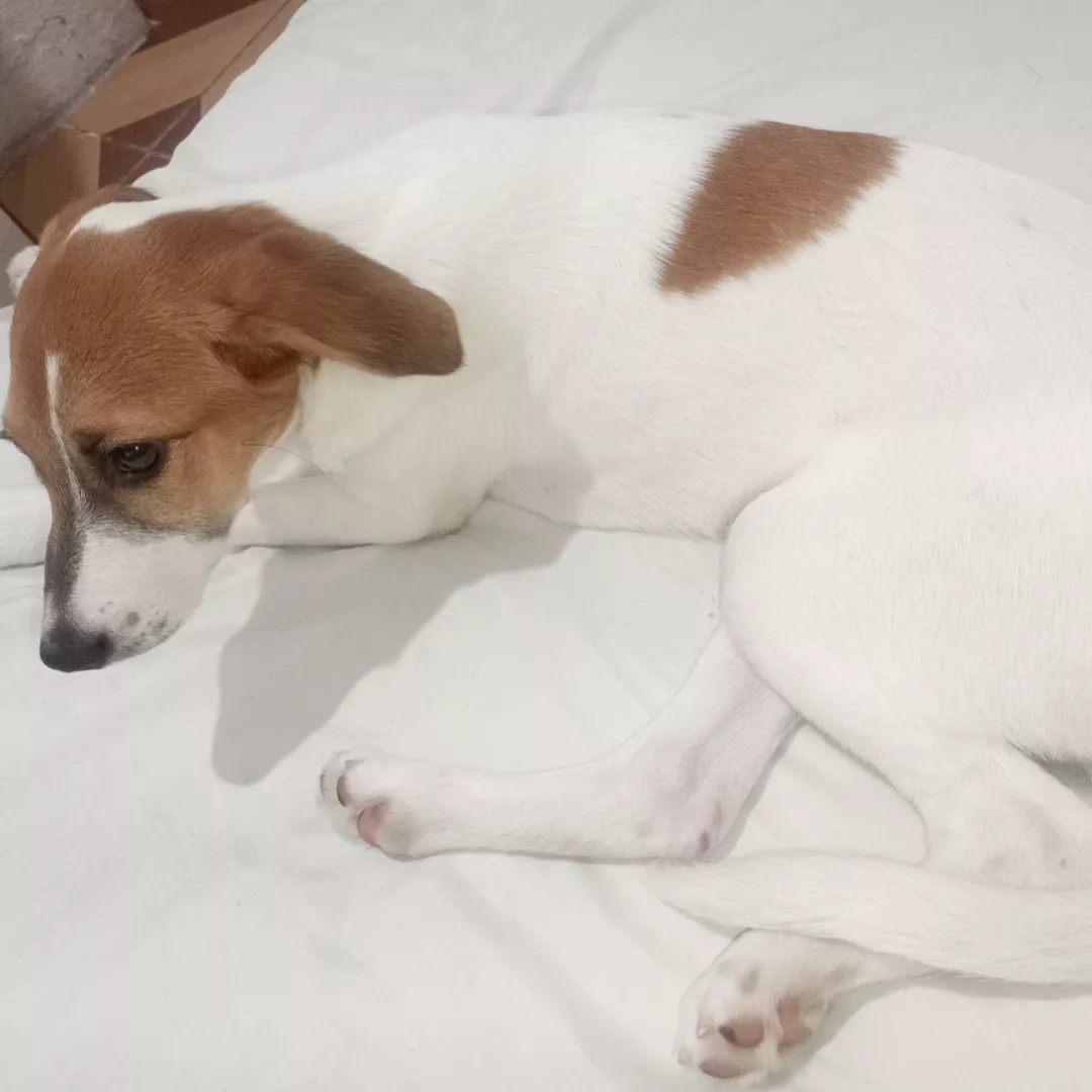 Luna - Sem Raça Definida