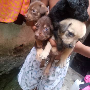 Filhotinhos imagem 2 - 