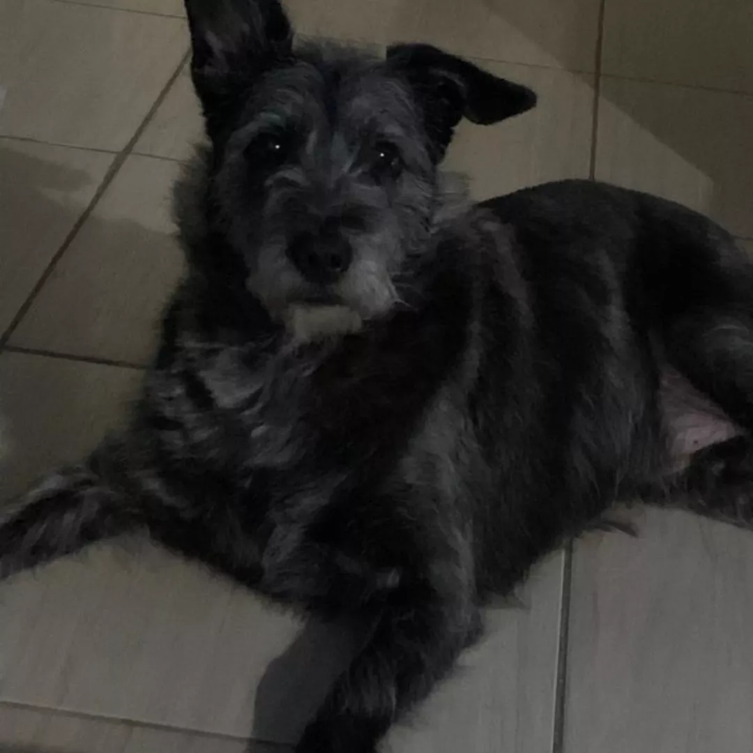 Freddy - Sem Raça Definida