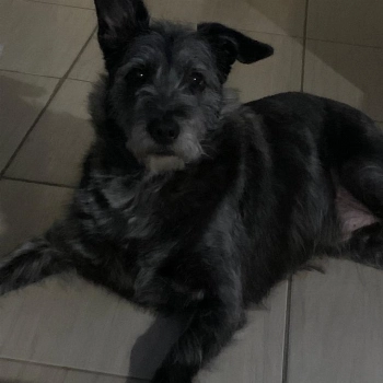 Freddy imagem 1 - Sem Raça Definida