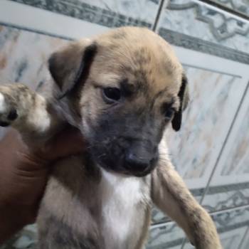 Tigrado imagem 1 - 