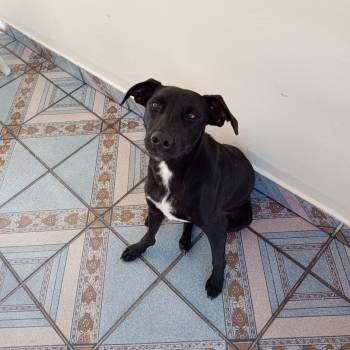 Preto imagem 1 - 