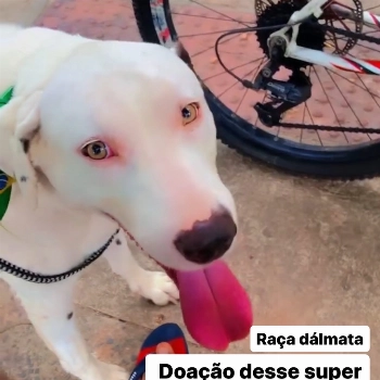 Junior imagem 2 - Dálmata