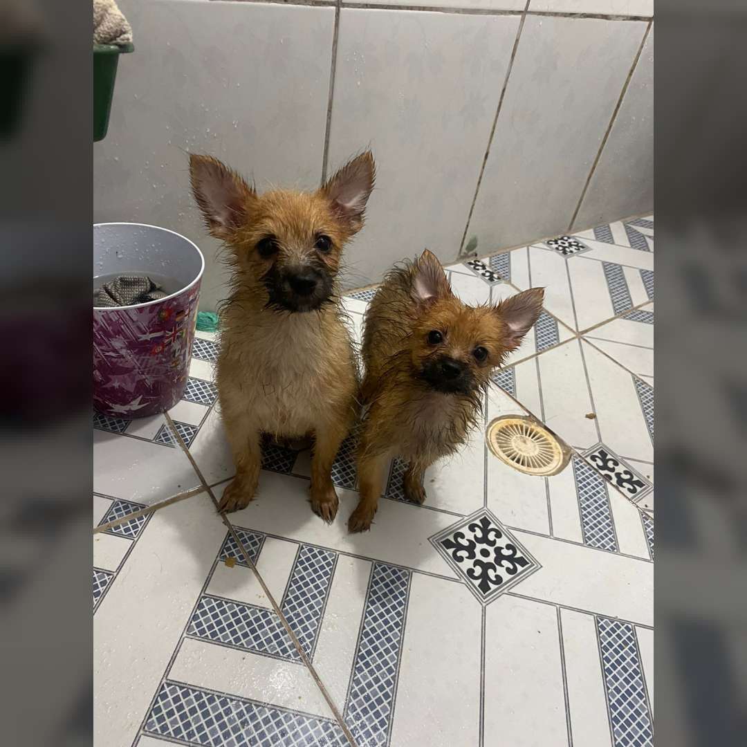 Misturado Yorkshire Com Lulu Palmerana - 