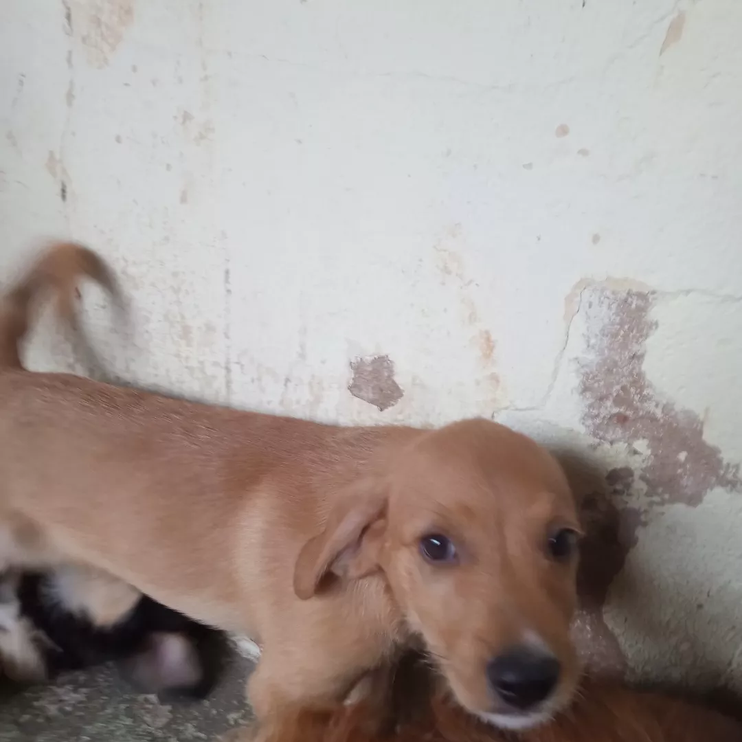 Sem Nome Filhote - Sem Raça Definida