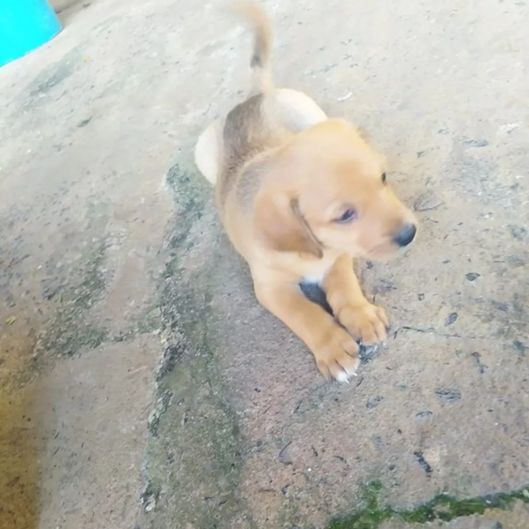 Sem Nome Filhote - Sem Raça Definida