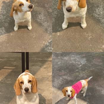 Cacau imagem 1 - 