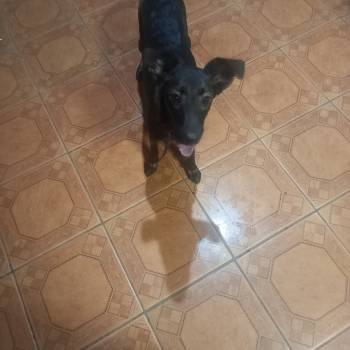 Dante imagem 1 - 