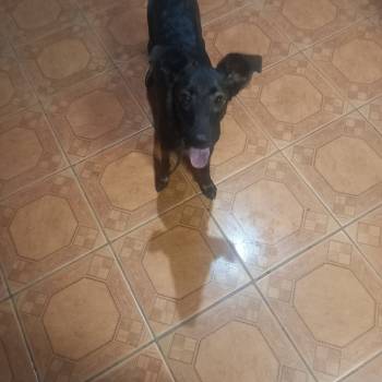 Dante imagem 2 - 