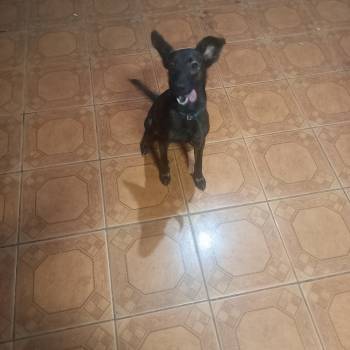 Dante imagem 3 - 
