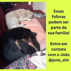 Bob imagem 1 - Sem Raça Definida