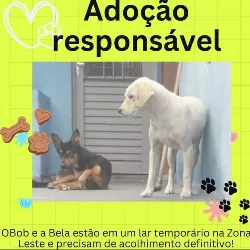Bob imagem 2 - Sem Raça Definida