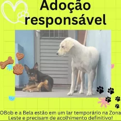 Bela imagem 1 - Sem Raça Definida