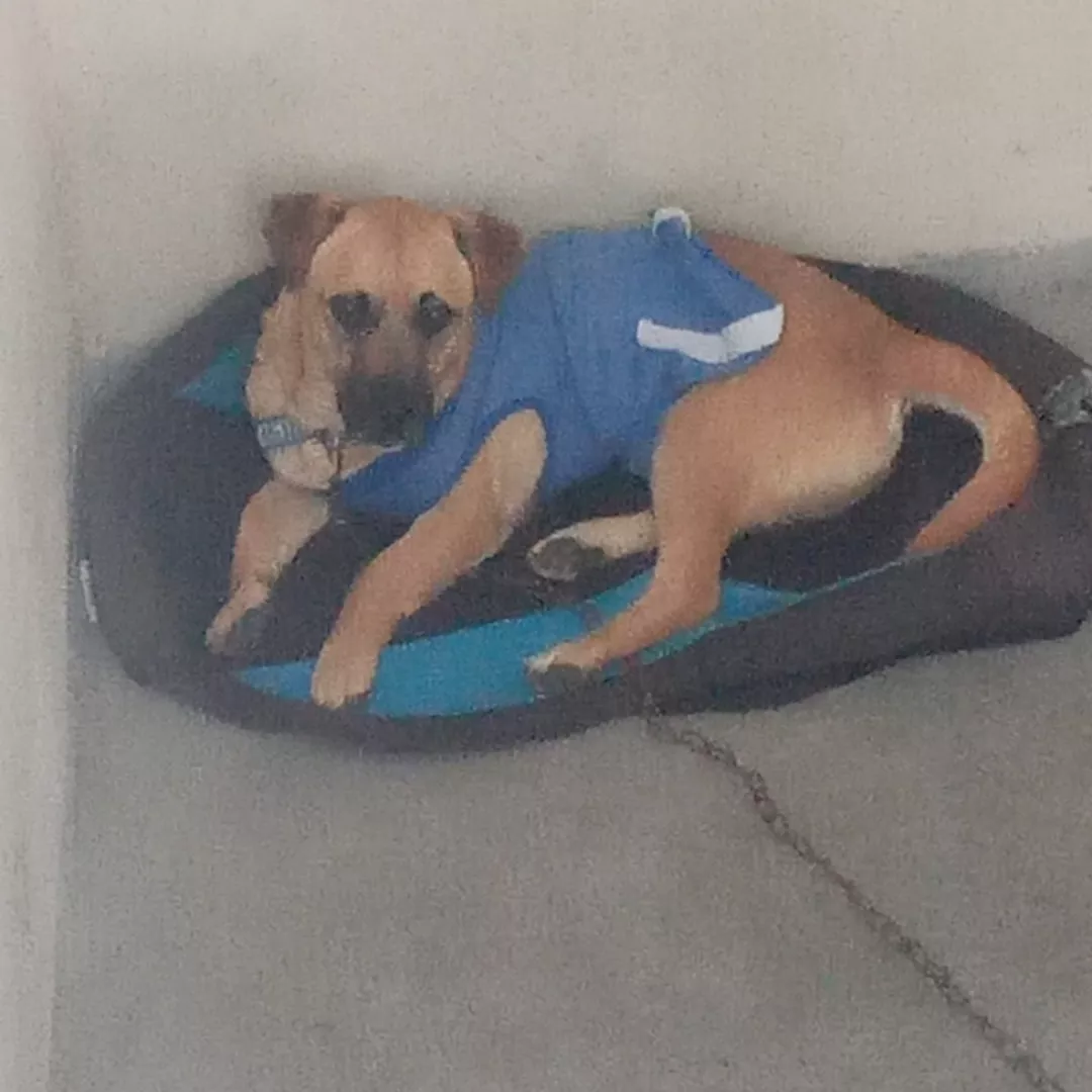 Spark - Sem Raça Definida