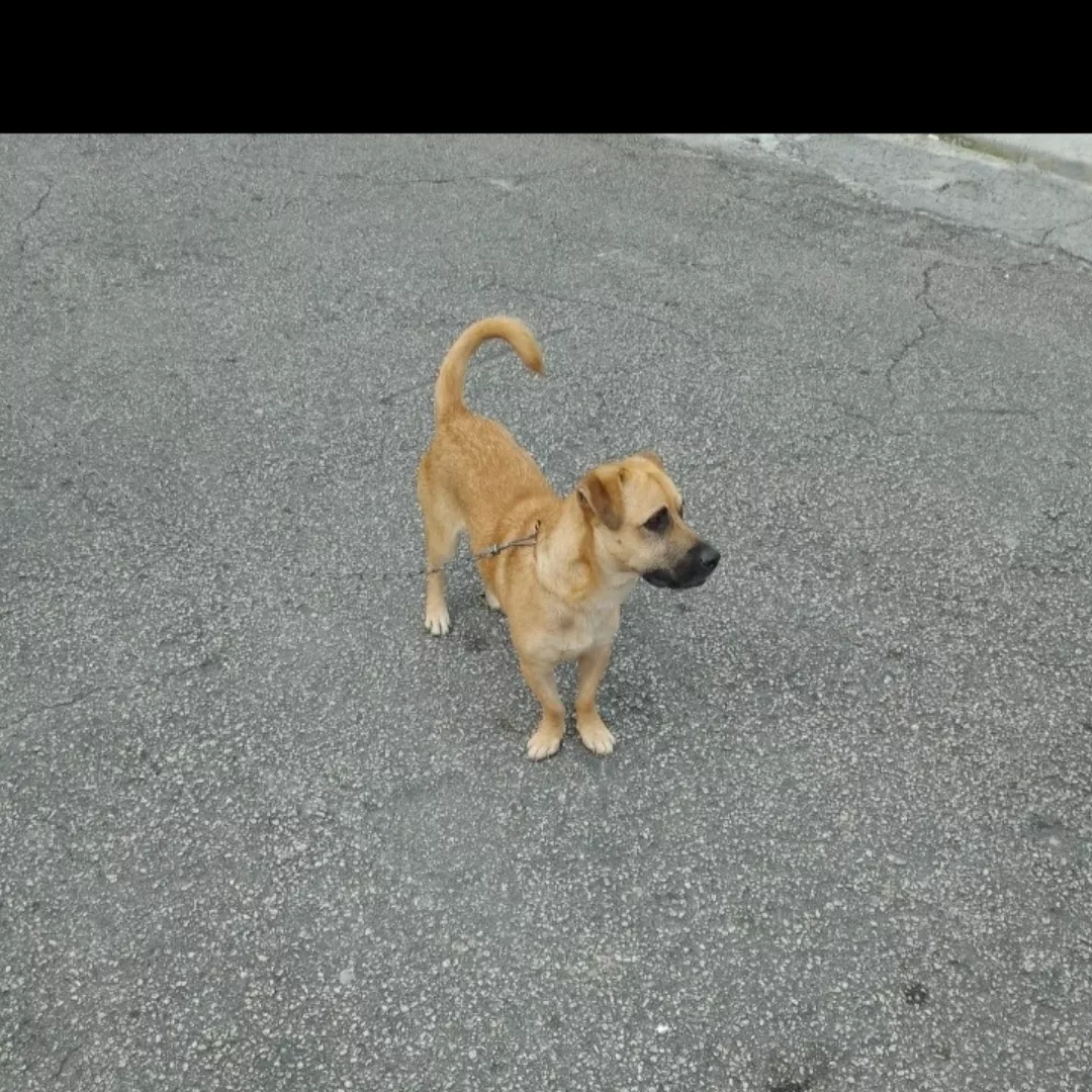 Spark - Sem Raça Definida