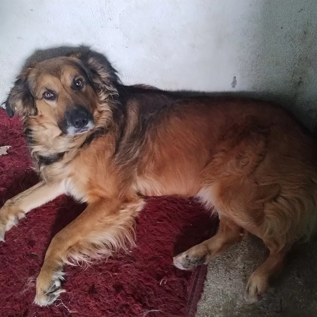 Thor - Sem Raça Definida