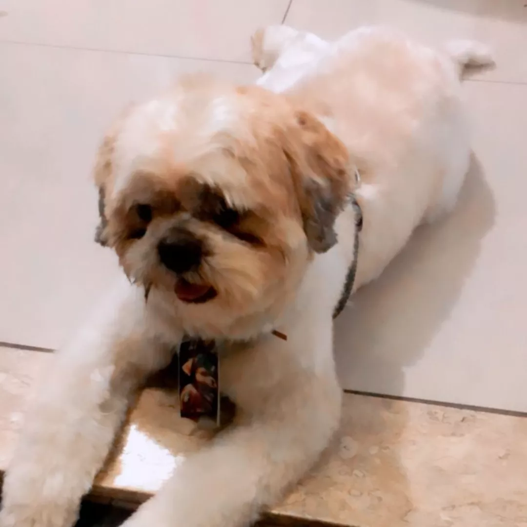 Romeu - Shih Tzu