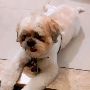 Romeu imagem 1 - Shih Tzu