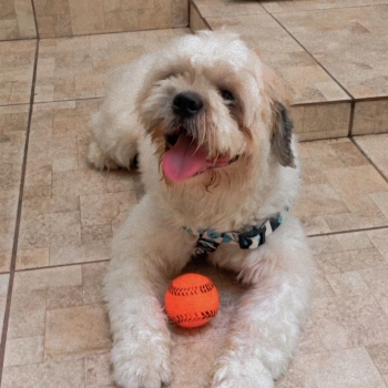 Romeu imagem 2 - Shih Tzu