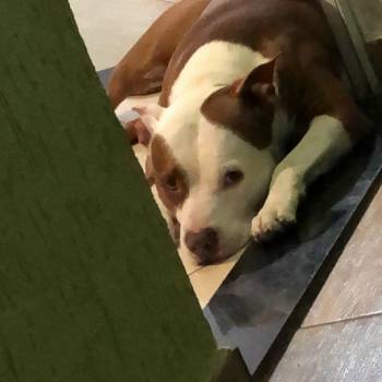 Zeus imagem 1 - 