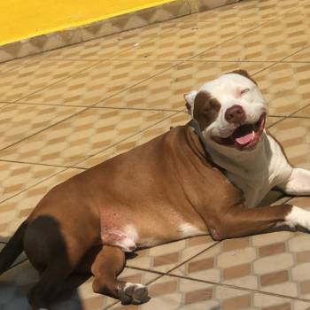 Zeus imagem 2 - 