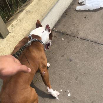 Zeus imagem 3 - 