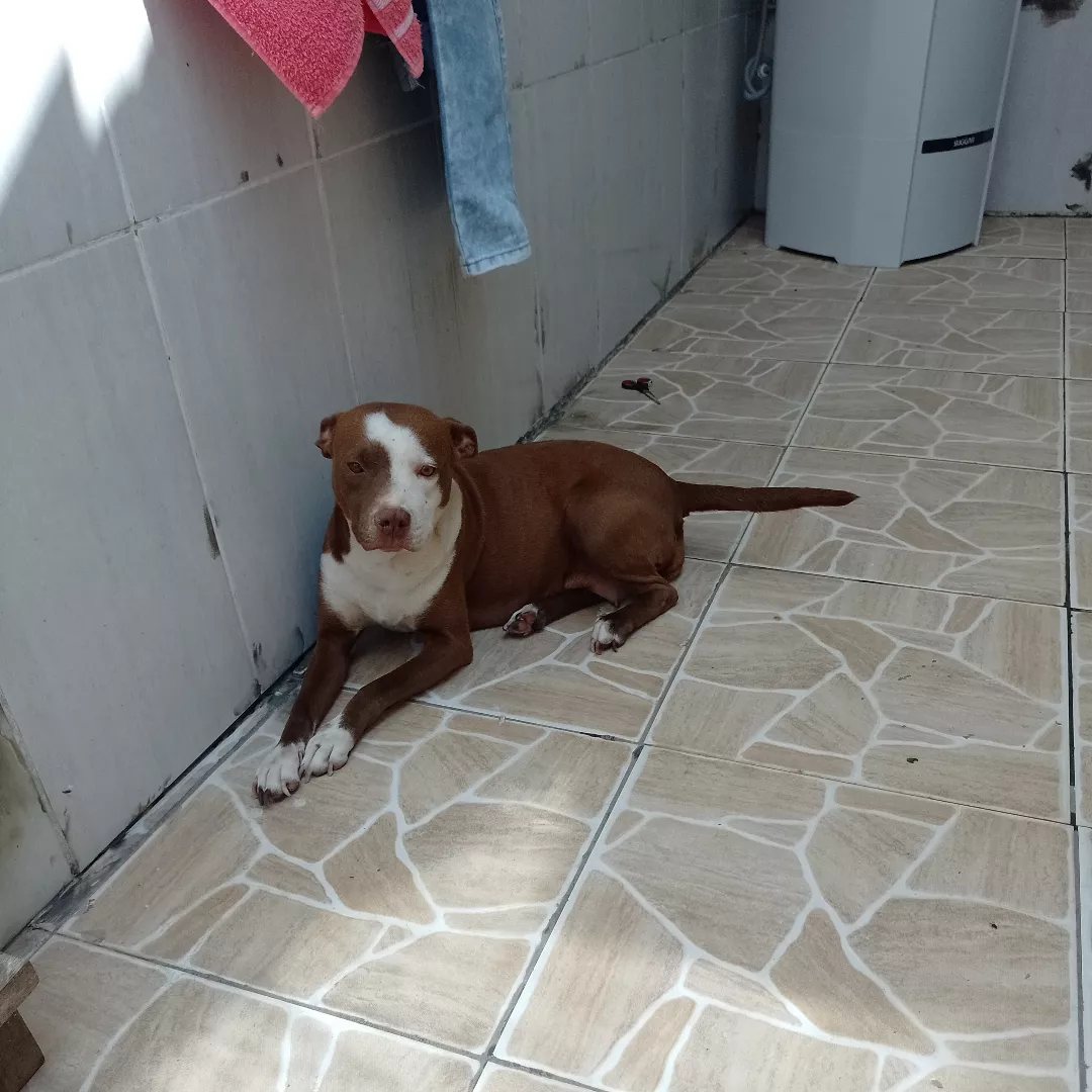 Akira - Sem Raça Definida