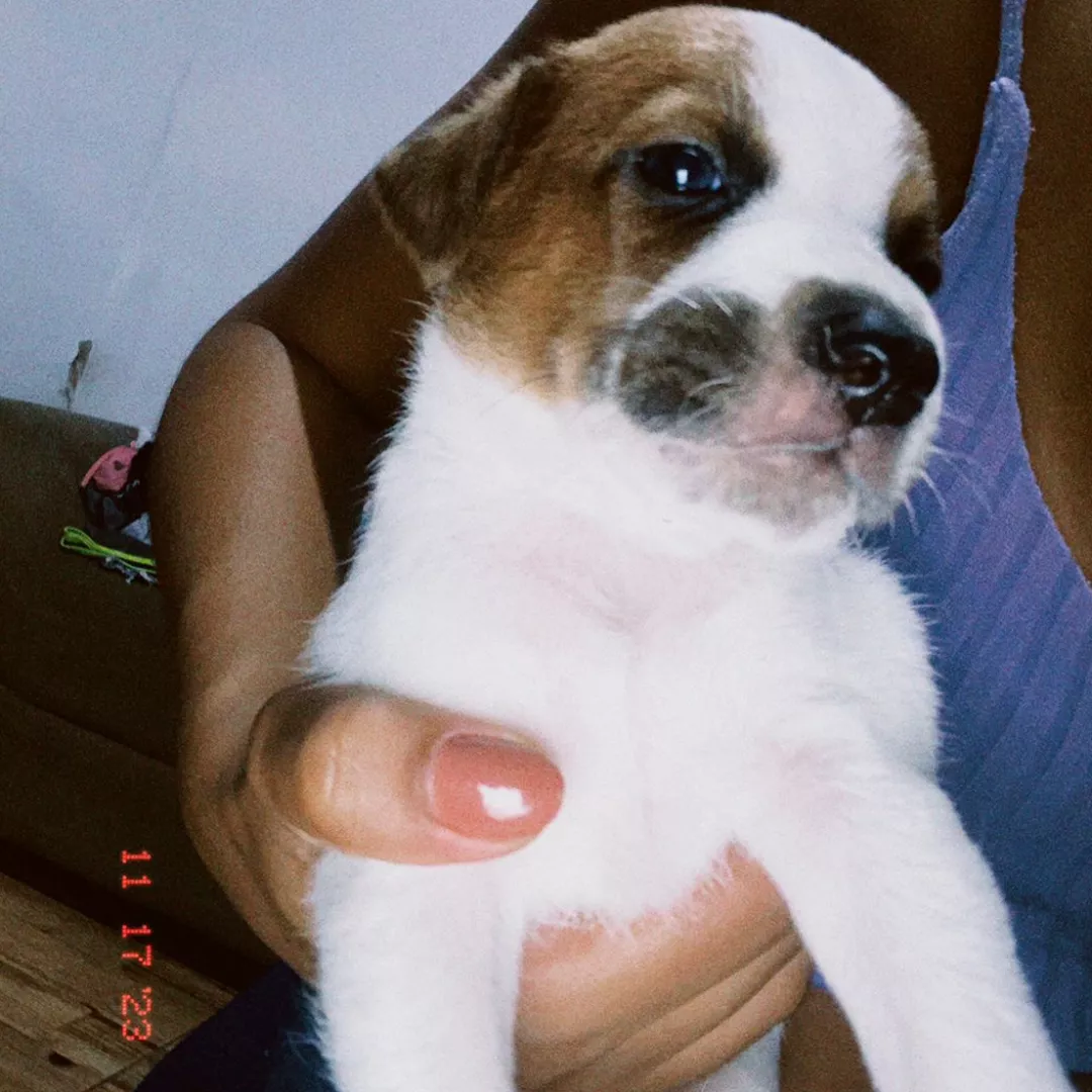 Filhotes - Sem Raça Definida