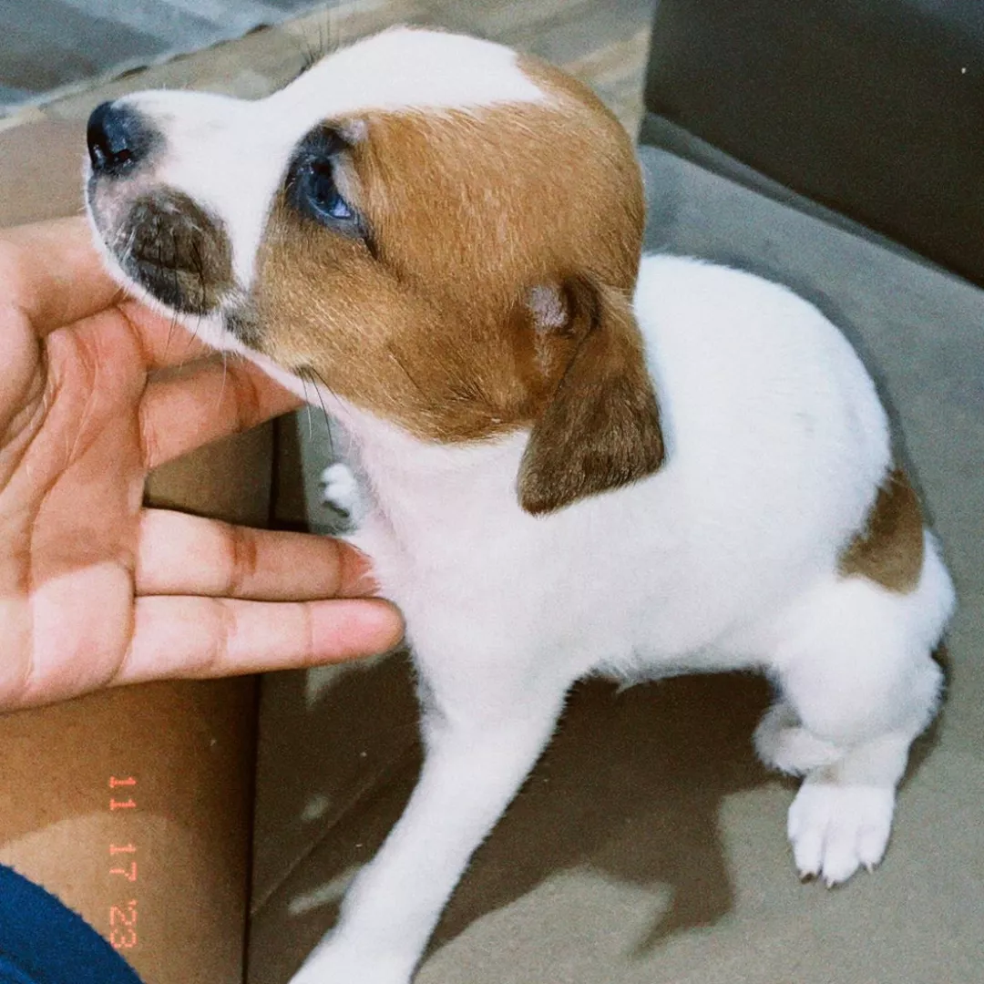 Filhotes - Sem Raça Definida