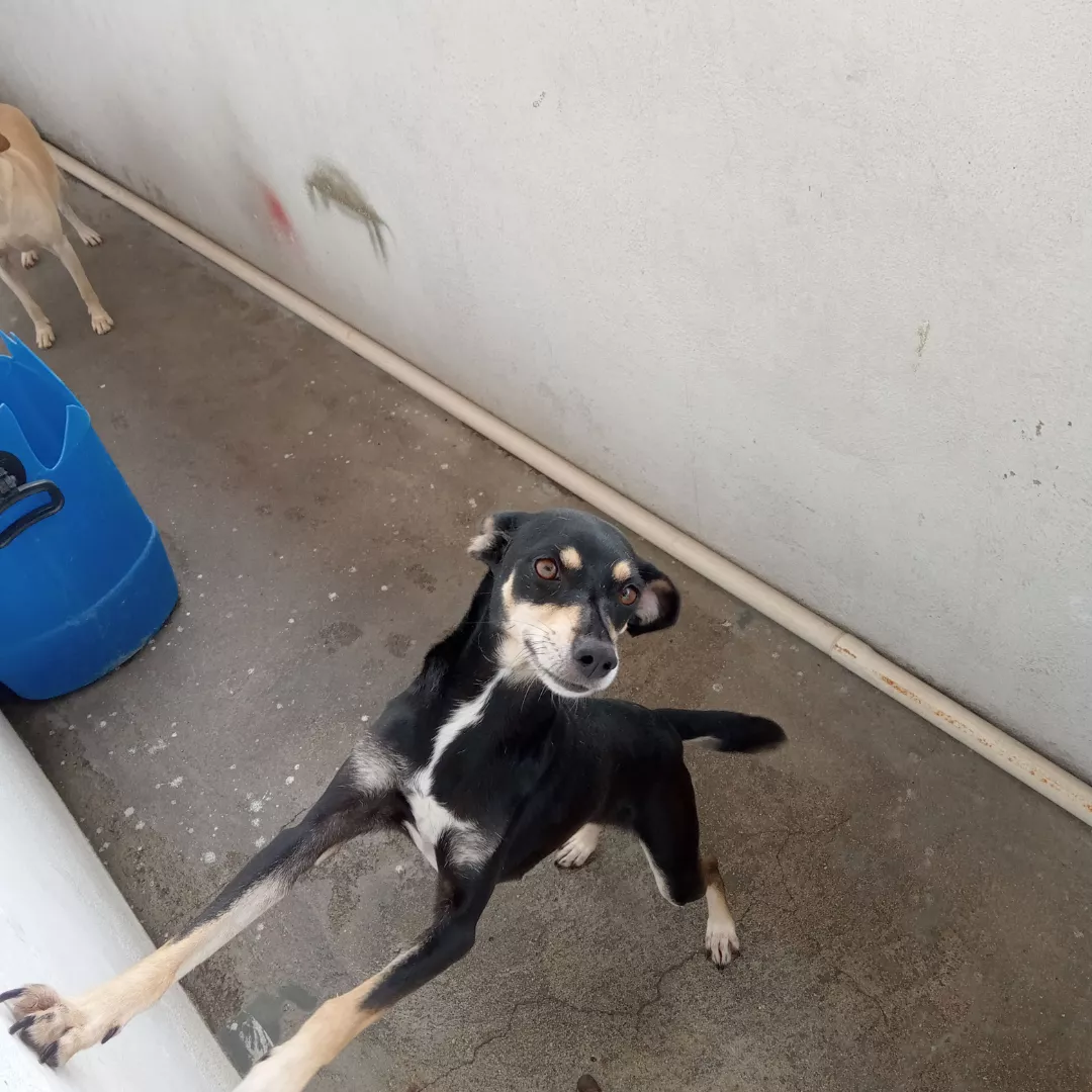 Belinha E Estrela - Sem Raça Definida