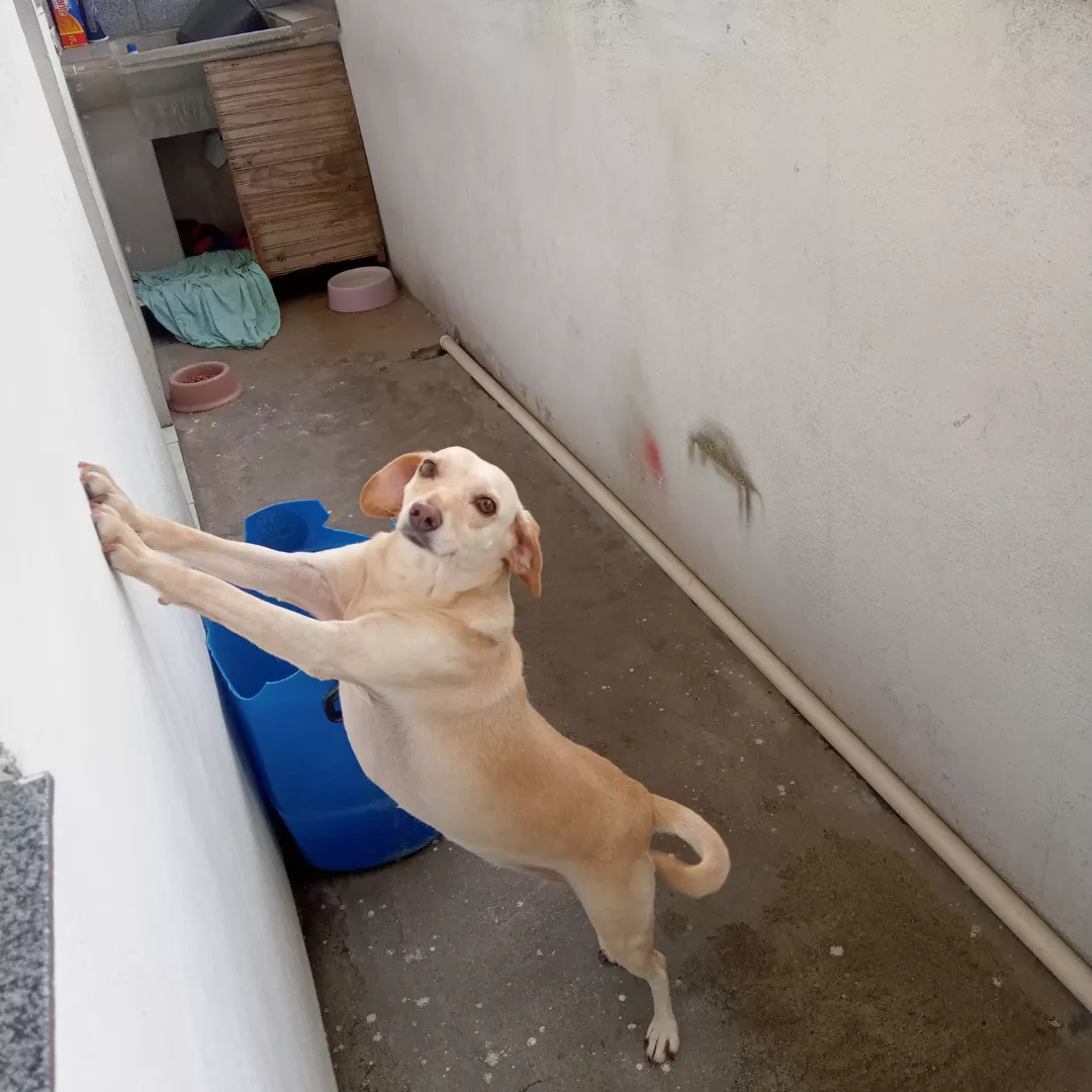 Belinha E Estrela - Sem Raça Definida