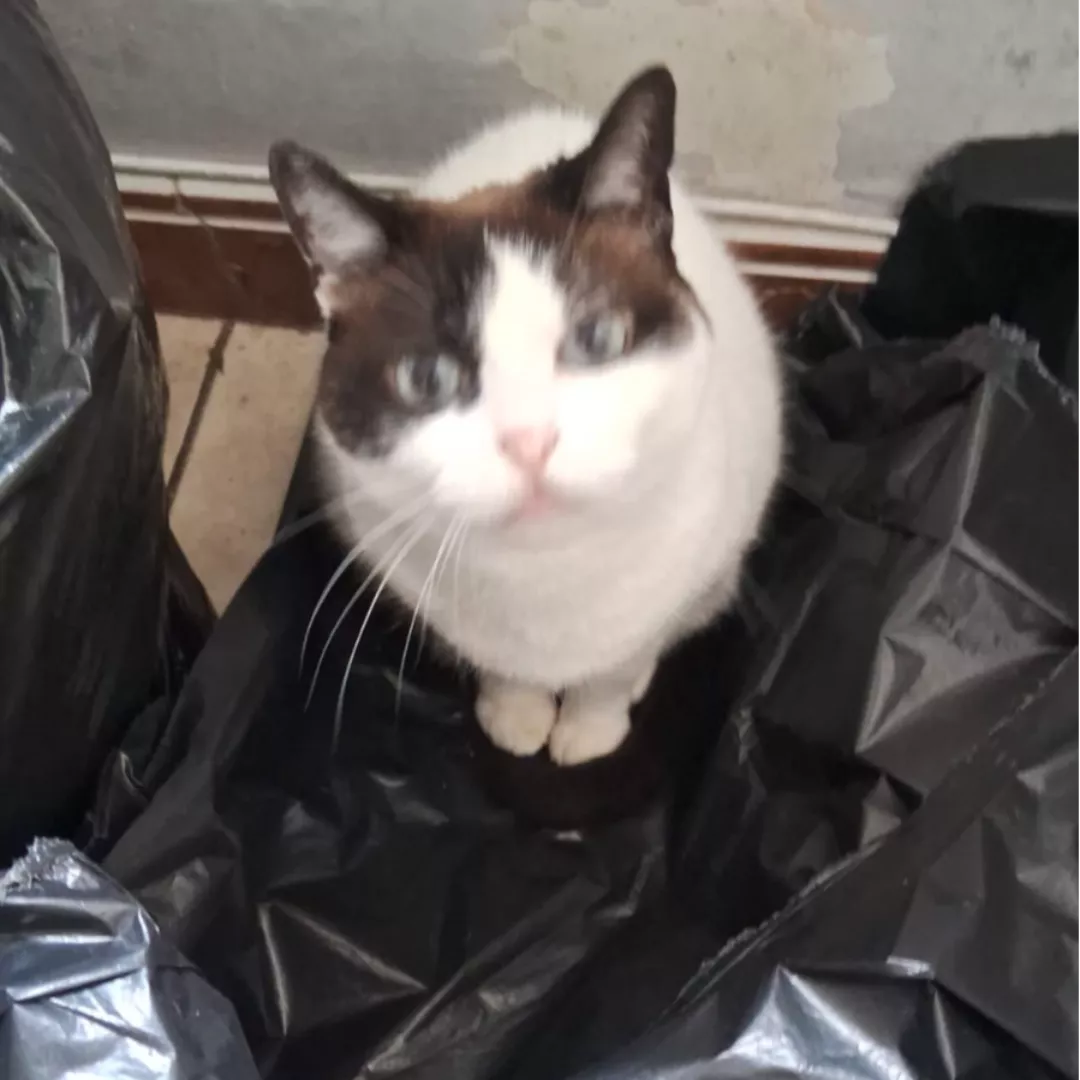 José Claudio Tenca - Siamês