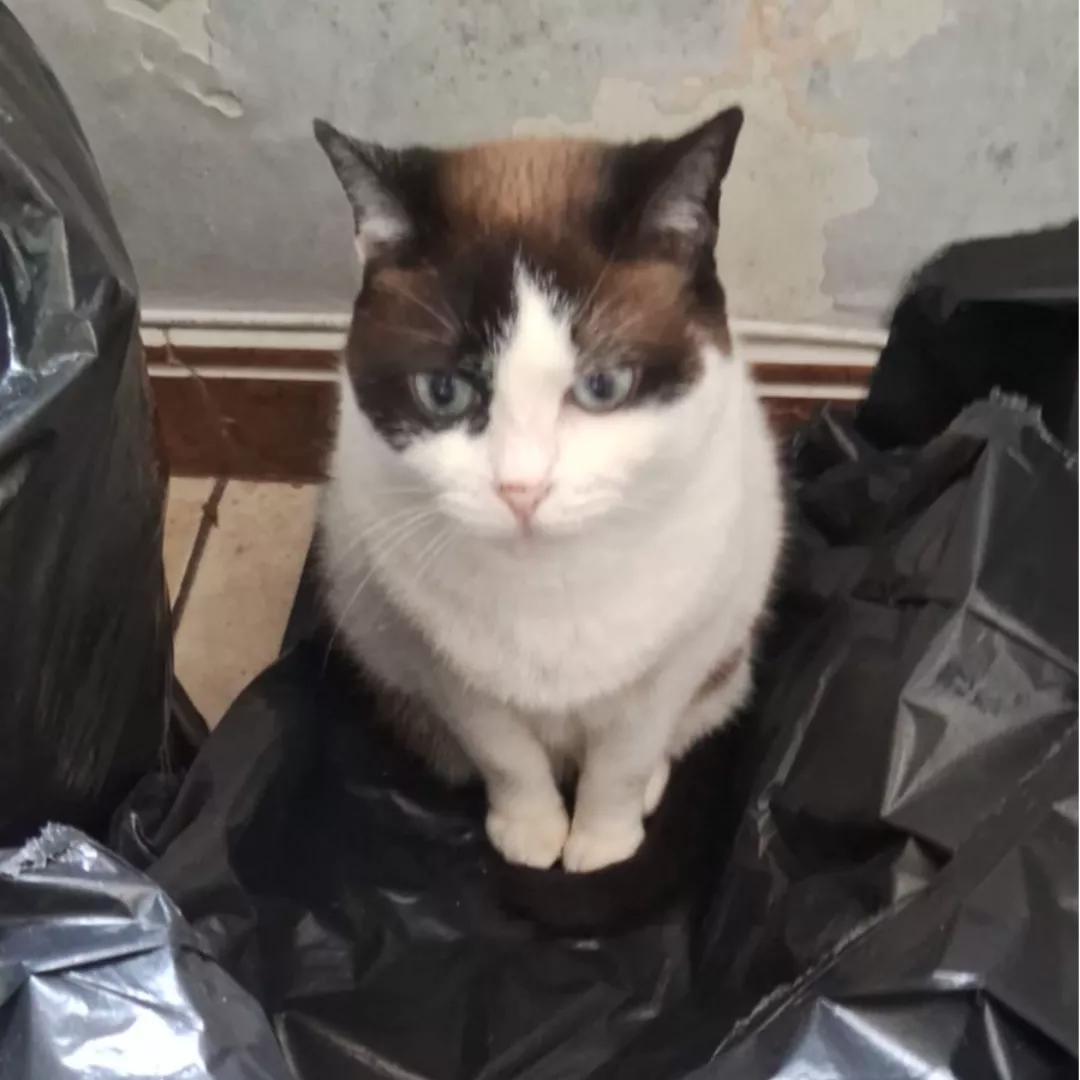 José Claudio Tenca - Siamês