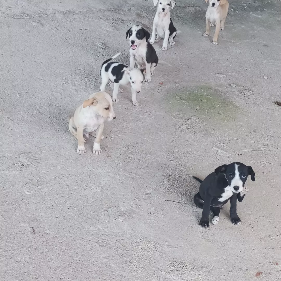 Não Tem - Sem Raça Definida