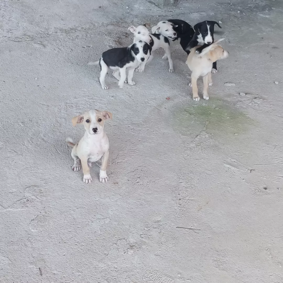 Não Tem - Sem Raça Definida