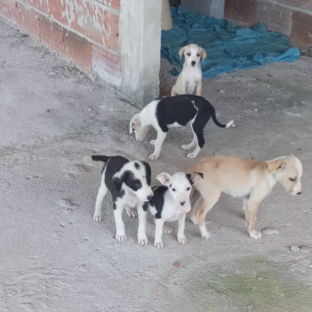 Não Tem - Sem Raça Definida