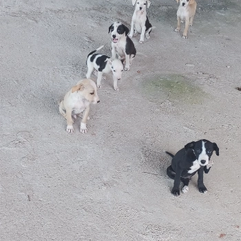 Não Tem imagem 1 - Sem Raça Definida