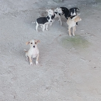 Não Tem imagem 2 - Sem Raça Definida