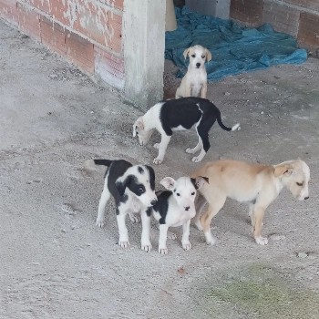 Não Tem imagem 3 - Sem Raça Definida