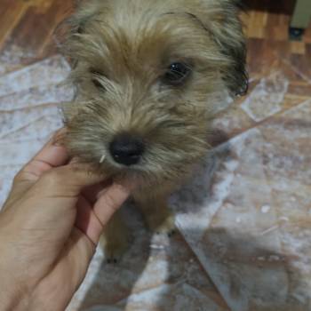 Jack imagem 1 - 