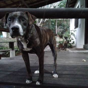 Raj imagem 1 - 
