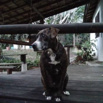 Raj imagem 2 - 