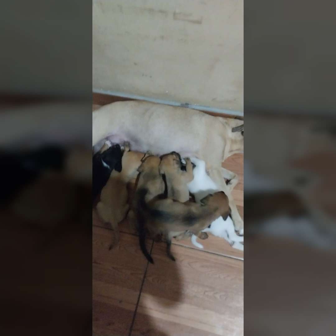 São Seis Filhotes Entre Macho E Fêmeacada Com 2 Meses - 