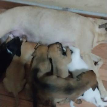 São Seis Filhotes Entre Macho E Fêmeacada Com 2 Meses imagem 1 - 