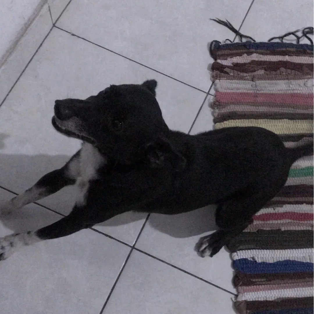 Pretinho - Sem Raça Definida