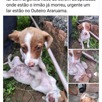 Piu Piu imagem 1 - 