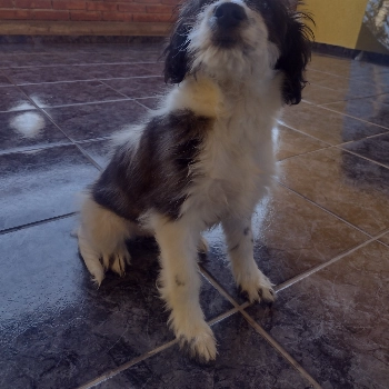 Mel imagem 1 - Poodle