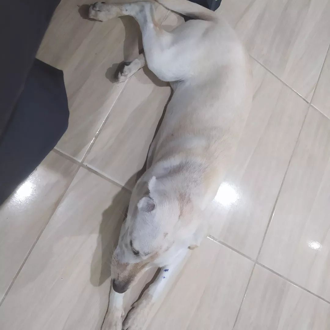 Zaia - Sem Raça Definida