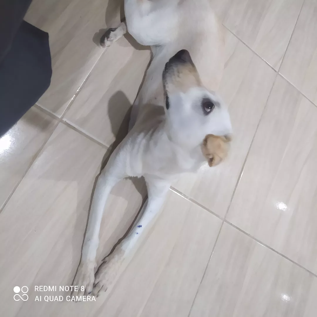 Zaia - Sem Raça Definida