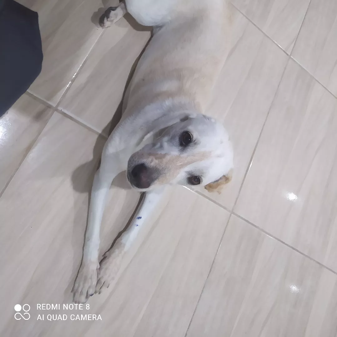 Zaia - Sem Raça Definida